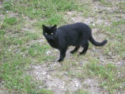 089_tiere_katze_ schwarz